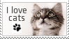 text that says i love cats with an icon of a paw under it, and a grey tabby cat looking up next to it